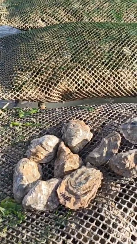 Freshly harvested Dakhla oysters on a mesh bag